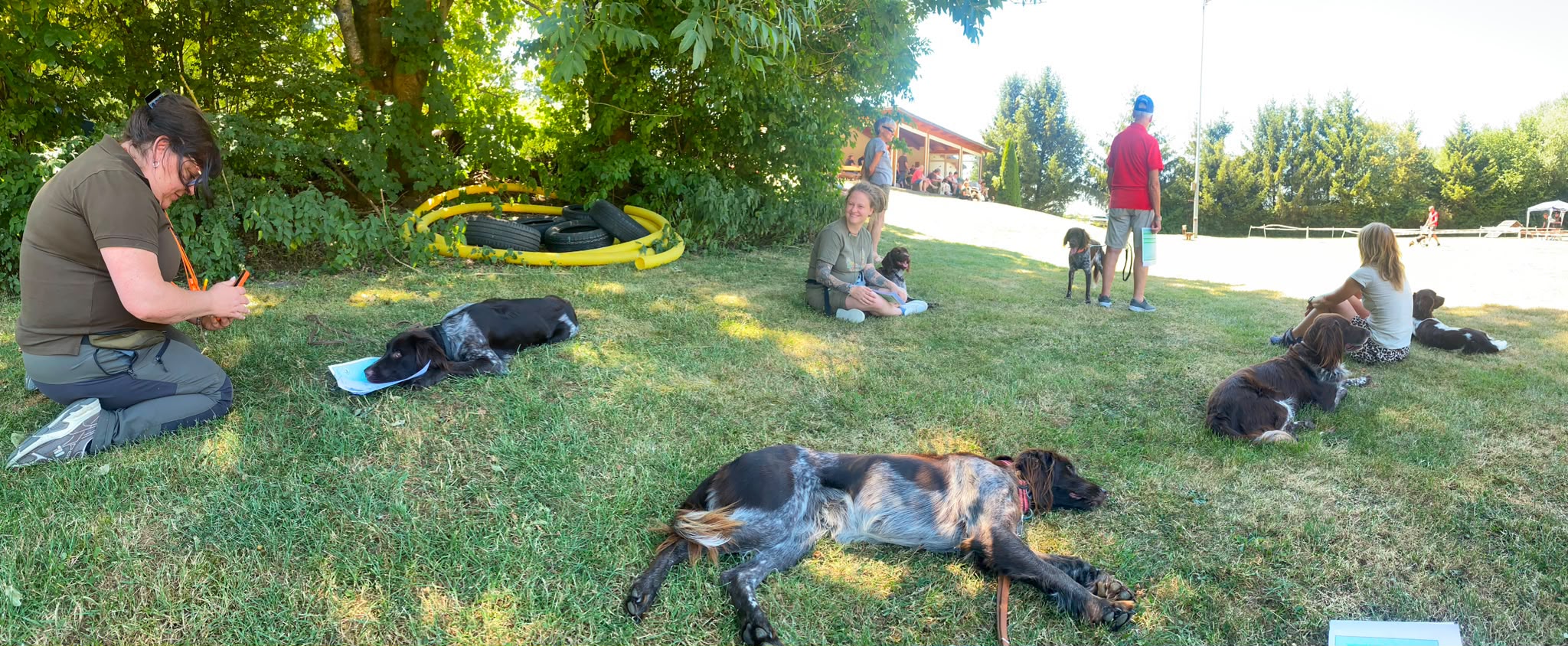 Beurteilung des Hundes